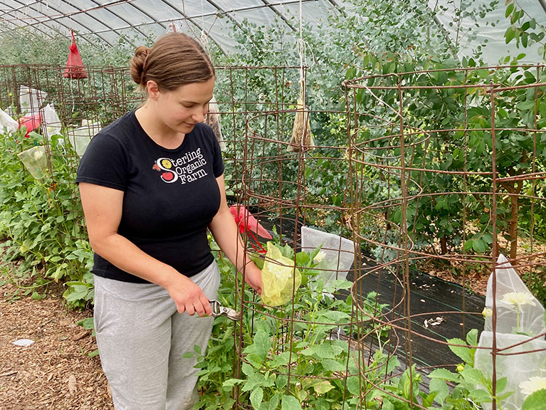 woman trimming plants in greenhouse