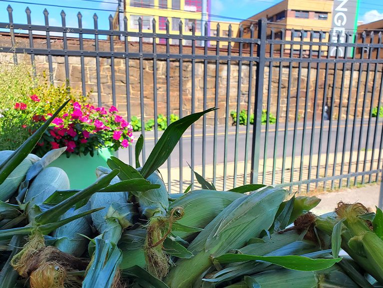 corn in market