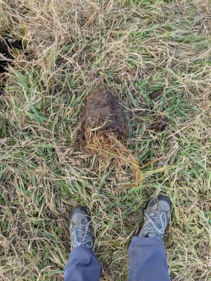 A photo of a slice of soil from a pasture field with the photographers shoes visible in the image looking down from above.